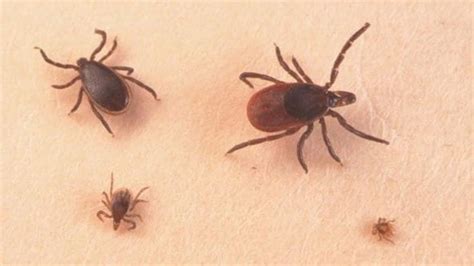 Michigans 5 Most Common Ticks To Watch Out For