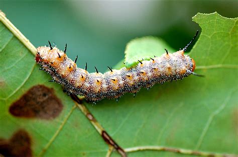 Hd Animals Tree Insects Pictures