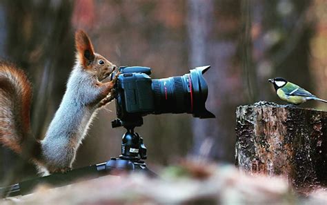 The best vitamin d supplement for a person will depend on their age, vitamin d levels, and personal preferences. Wildlife Photographer Captures Images of Cute Squirrels ...