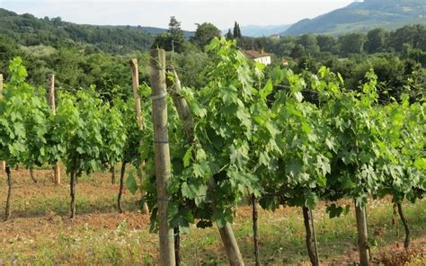 Azienda Vitivinicola Le Coste Consorzio Del Chianti Rufina