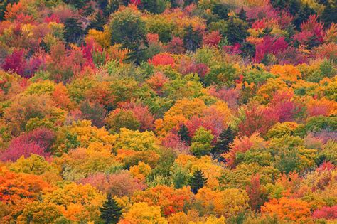 Fall Foliage | Greater Bangor CVB