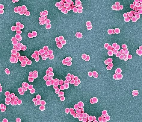 Mrsa Bacteria Photograph By Science Photo Library