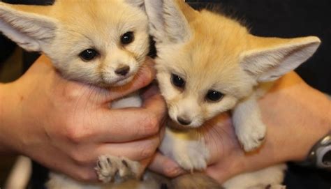 Male Female Fennec Fox Babies Ready For Sale Adoption From Ontario