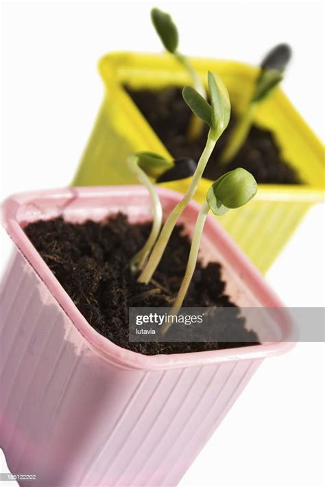 Germinating Sunflower Seeds High Res Stock Photo Getty Images
