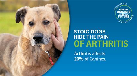 Arthritis In Dogs A Painful Progressive Condition Animal Health