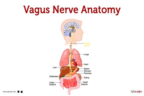 Vagus Nerve Human Anatomy Image Functions Diseases And Treatments