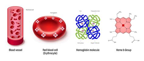 Structure Du Vaisseau Sanguin Des Globules Rouges De La Molécule