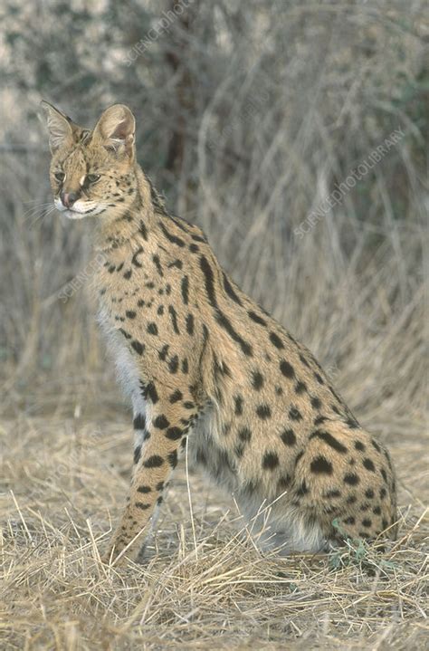 Serval Stock Image F0314870 Science Photo Library