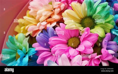 Rainbow Daisies Rainbow Flower Bouquets Of Blossom Rainbow Flowers