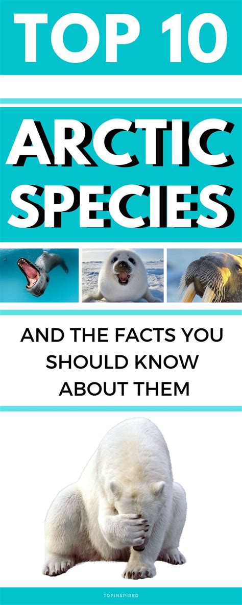 Arctic Animals Fun Facts