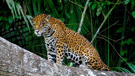 The Best Jungle Predators To See On Amazon Vacations Blog Machu