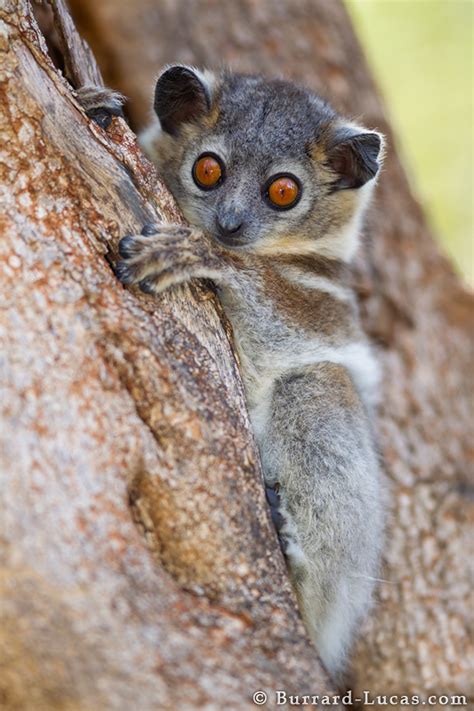 Sportive Lemur Portrait Burrard Lucas Photography