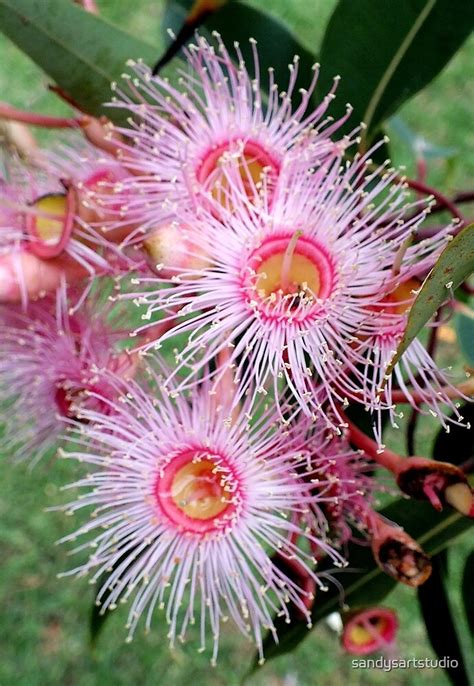 Eucalyptus Leucoxylon Rosea Pink Flowering Gum Australia By