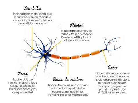 Neurociencias De La Conducta Bases De Las Neurociencias
