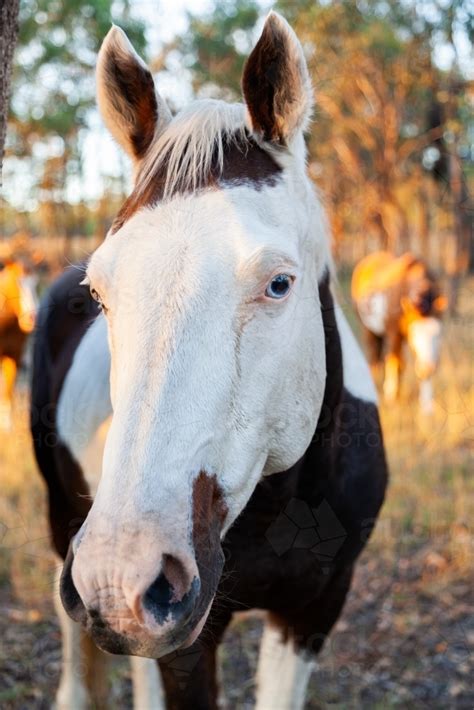 Image Of Portrait Of A Horse Looking At The Camera Austockphoto