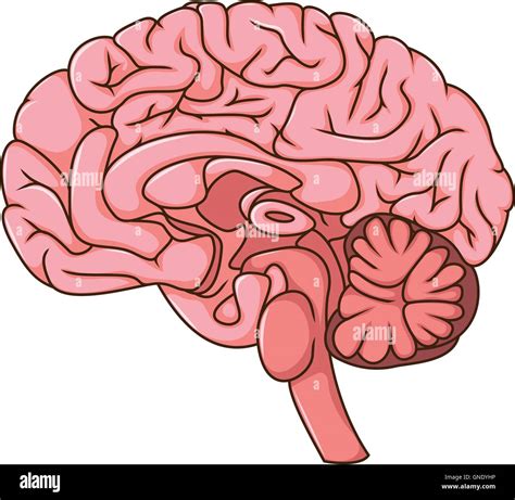 Human Brain Cartoon Stock Vector Image And Art Alamy