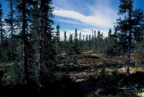 norway forest have more information on our site norway travelling нь