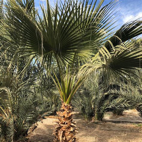 Mexican Fan Palms For Sale Desert Empire Palms
