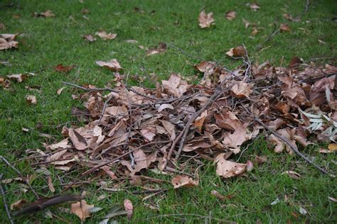 Pile Of Leaves Free Stock Photo Public Domain Pictures