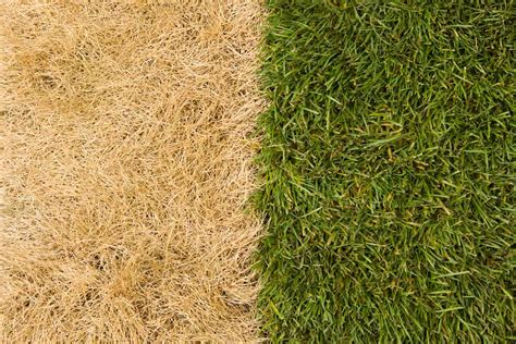 Grass Turning Yellow In The Lawn Top 12 Causes And Best Tips