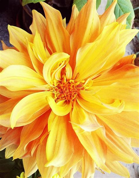 Fully Blossomed And Beautiful Yellow Dahlia Flower In A Garden Stock