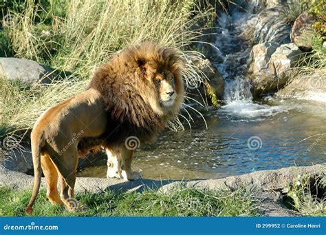 Lion With Waterfall Stock Photography Image 299952