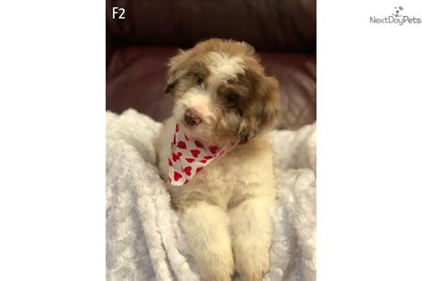 F2 Aussiedoodle Puppy For Sale Near Dallas Fort Worth Texas