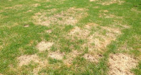 Lawn Care What Is Causing Brown Spots In My Lawn Pinnacle Lawns Llc