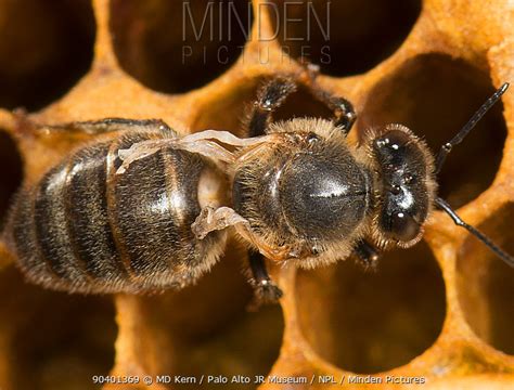 Minden Pictures European Honey Bee Apis Mellifera On Comb With Deformed Wing Virus