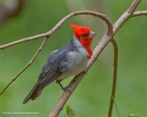 Red Crested Cardinal Photo Male Perched The Internet Bird Collection