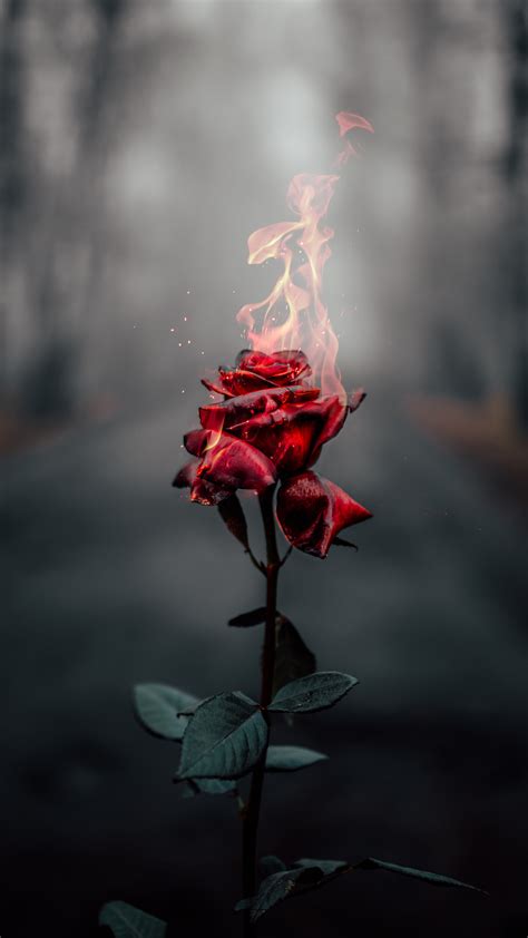 The rose wallpaper will be on your mobile. Burning Rose 4k Wallpaper