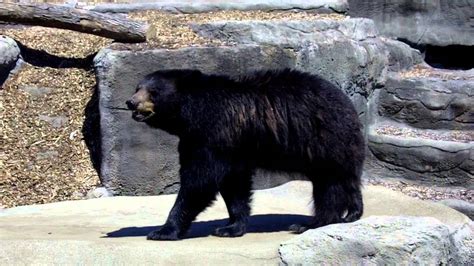 Black Bear Pacing At Cleveland Metroparks Zoo Youtube