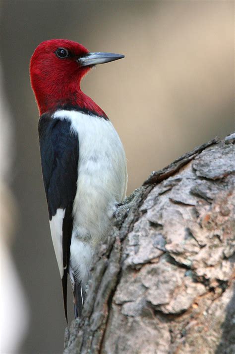 Pin By Sadie St Germain On Woodys Woodpecker Common Birds Charismatic