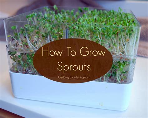Growing Sprouts 101 How To Grow Sprouts Complete Guide Growing