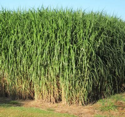 Experience in europe suggests giant miscanthus will be. Findings prove Miscanthus x giganteus has great potential ...