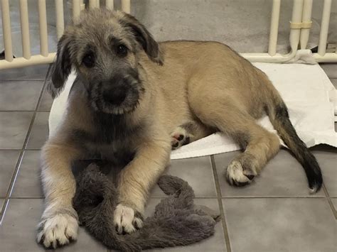 Carnasserie Irish Wolfhounds Reg Puppies For Sale