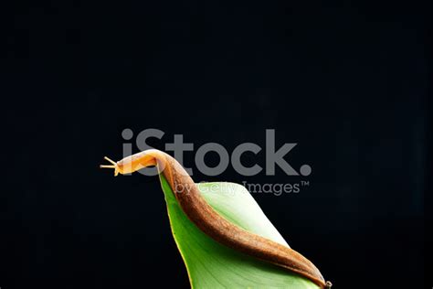 Slug Stock Photo Royalty Free Freeimages