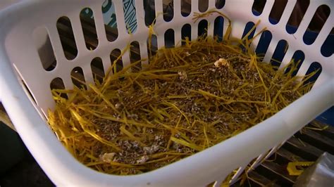 Northern Gardener - How to grow Oyster Mushrooms - YouTube