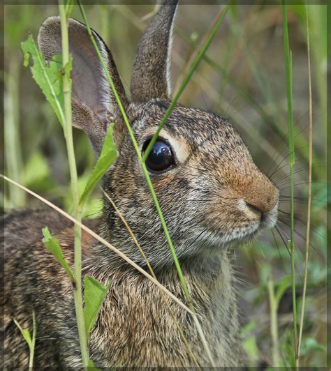 Rab2324 Eastern Cottontail Rabbit Sylvilagus Floridanus Flickr
