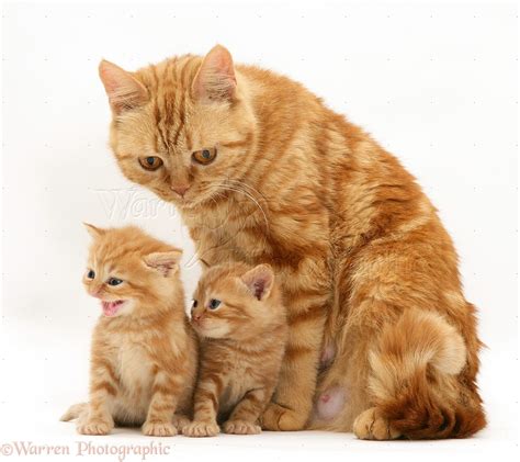 Ginger British Shorthair Mother Cat And Kittens Photo Wp15360