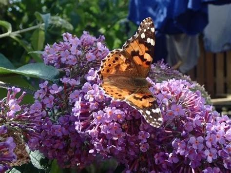 Invasion Of Painted Lady Butterflies Could Be Once In A Decade