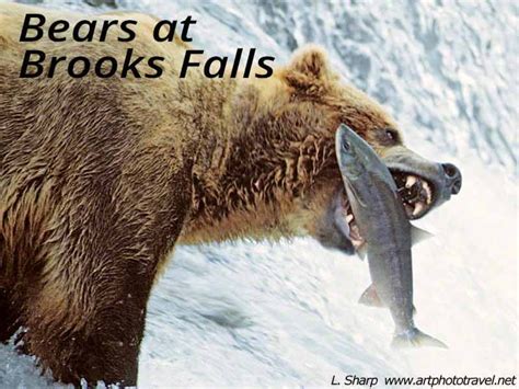 Bears Fishing at Brooks Falls Alaska - artphototravel
