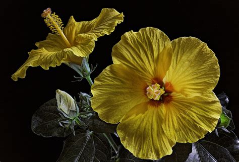 Pictures Yellow Flowers Hibiscus Closeup Flower Bud Black Background