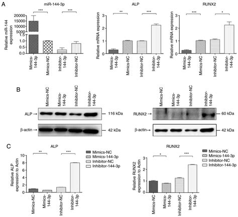 gata4 regulates osteogenic differentiation by targeting mir‑144‑3p