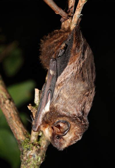 Hawaiian Hoary Bat Hawaiian Hoary Bat To Be Named Official State Land