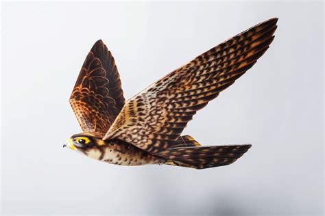 Check Out The Lifelike Robotic Falcon Scaring Birds Off An Airport