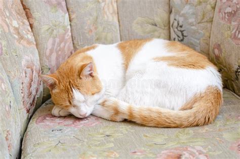 A Domestic Cat Sleeping On Sofa Chair Stock Image Image Of Seat