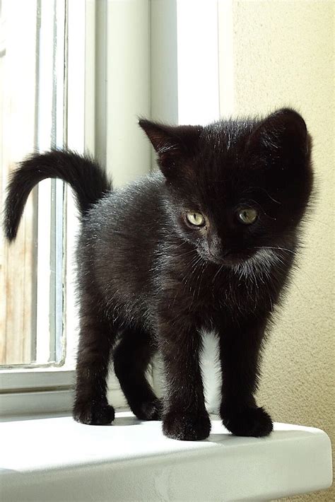 Cute Black Kitten Cute Black Kitten Kittens Cutest Cute Black Cats