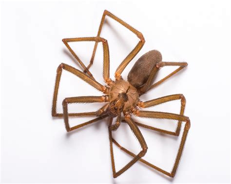 East Tennessee Spiders The Brown Recluse Johnson Pest