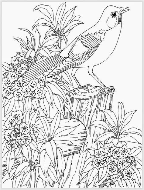 600 x 750 jpeg 24 кб. Robin Bird Coloring Pages For Adult | Realistic Coloring Pages